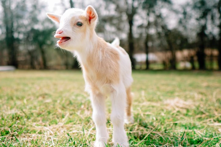 a goat standing on top of a grass covered field