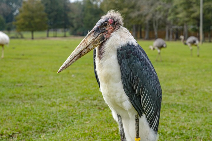 a bird standing on top of a grass covered field