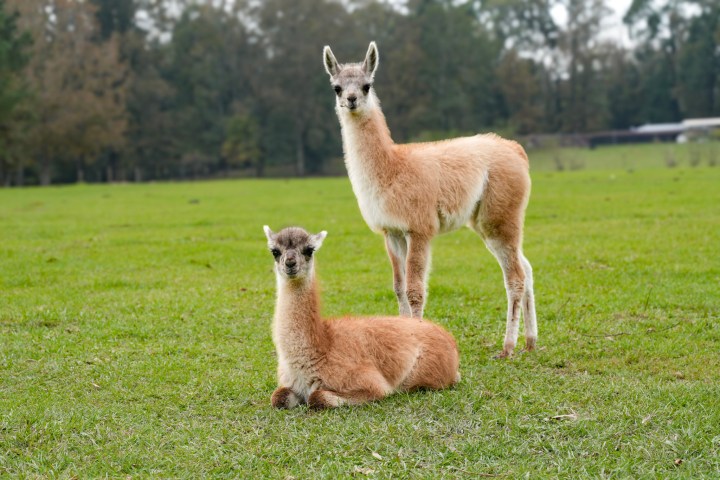 a llama in a grassy field