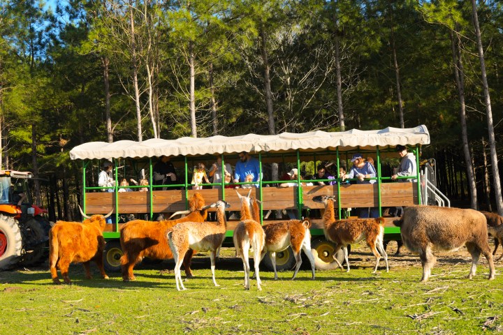 a group of animals at a safari wagon