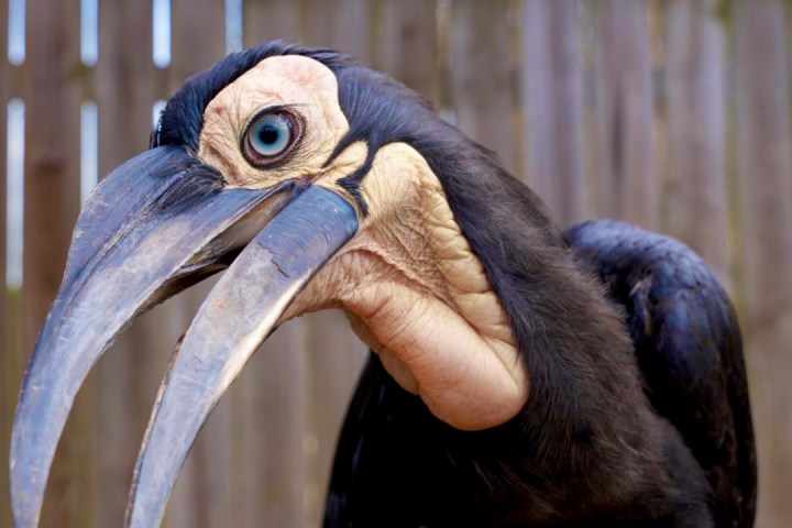 a bird sitting on top of a wooden fence