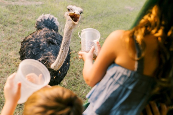 a hand holding a frisbee in its mouth
