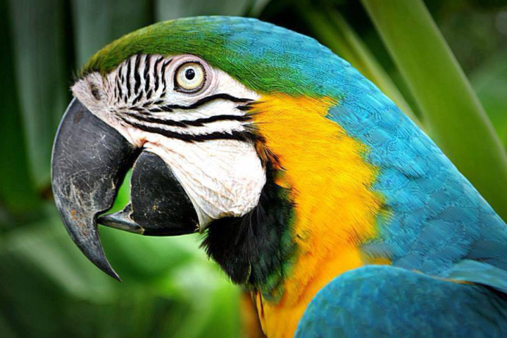 a parrot sitting on a branch