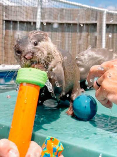 a dog drinking water from a pool of water