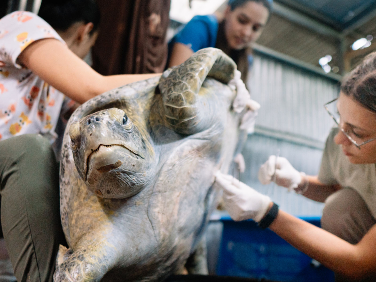 a man petting an elephant
