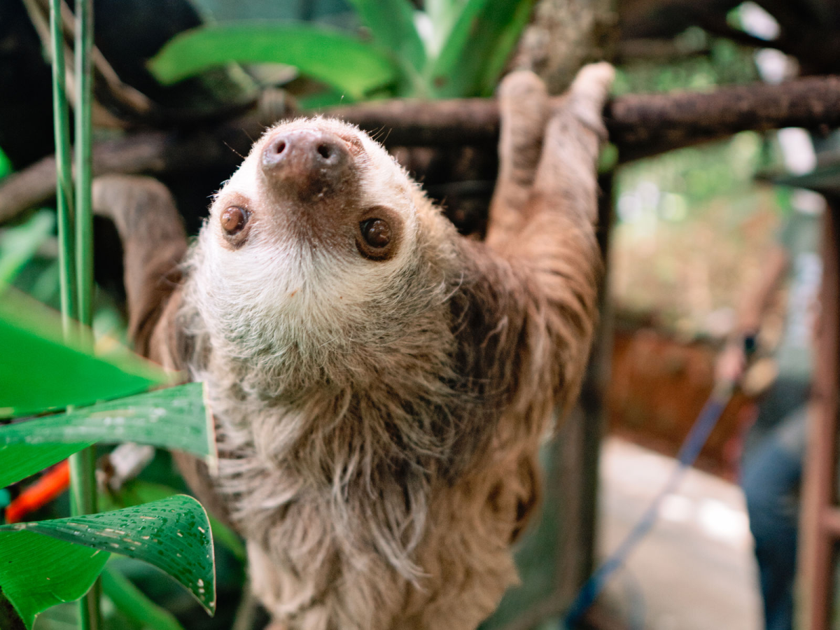 a close up of an animal