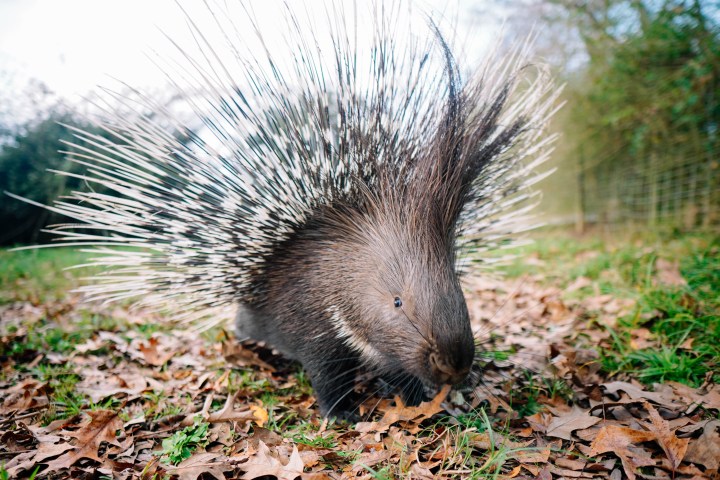 a rodent standing on a dirt road
