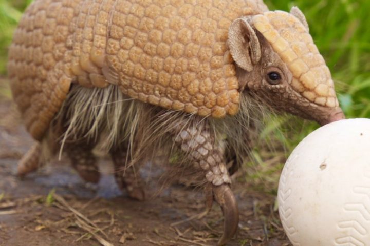 a small animal in the grass