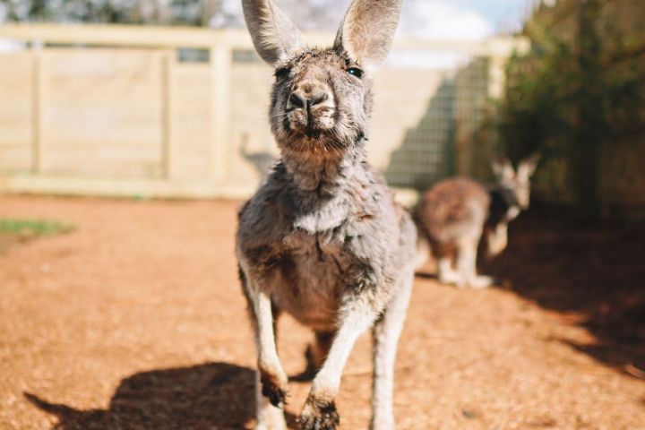 a dog standing on top of a dirt field