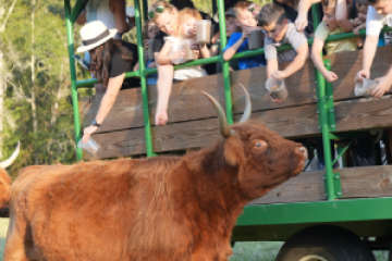 a group of people standing next to a cow