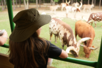 a group of people feeding an animal