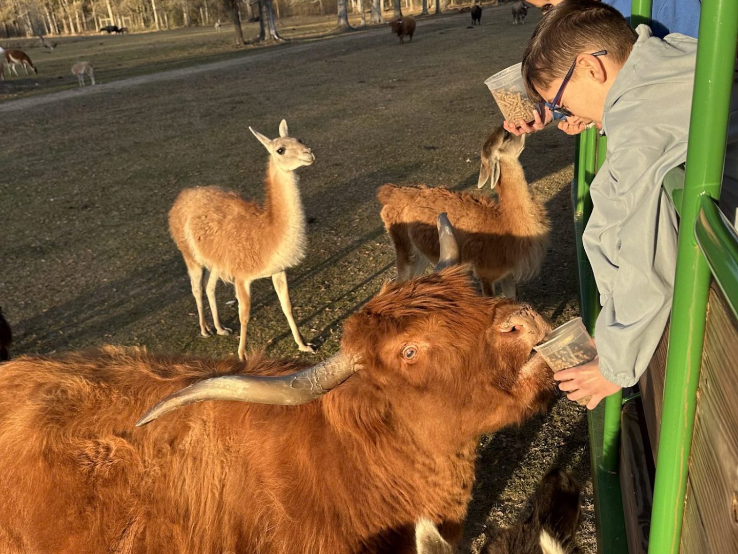 child feeding a highland