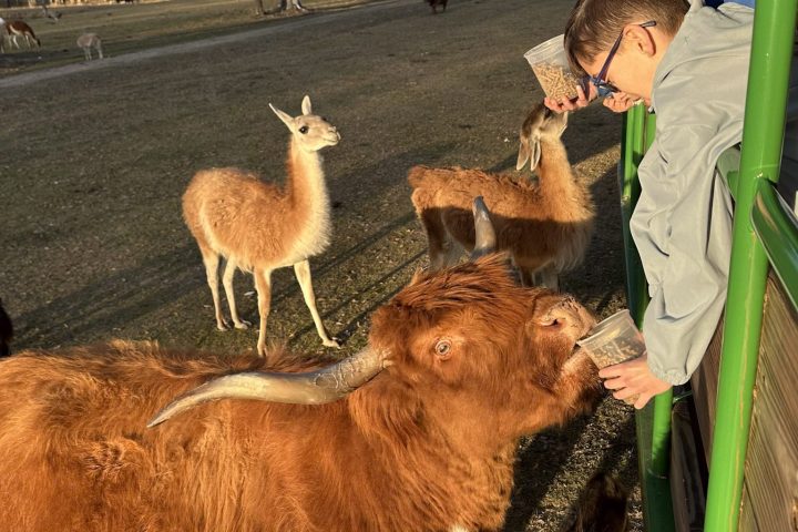 child feeding a highland