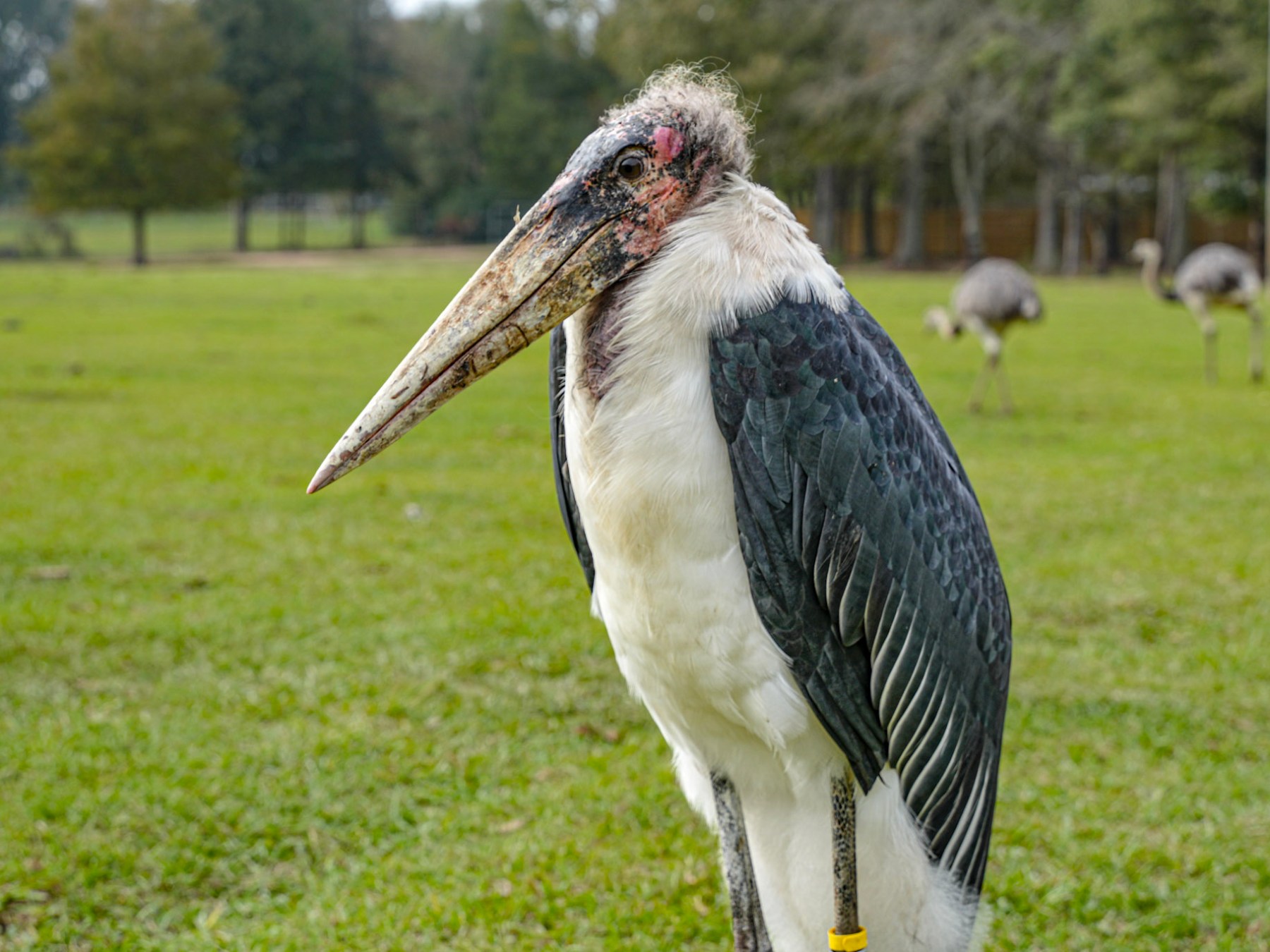 a bird standing on top of a grass covered field