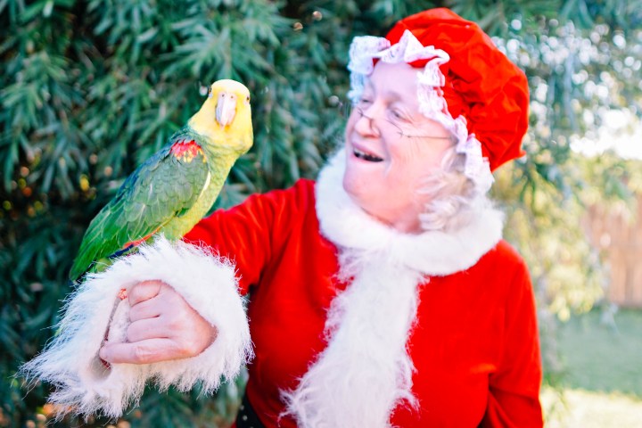 a dog wearing a costume