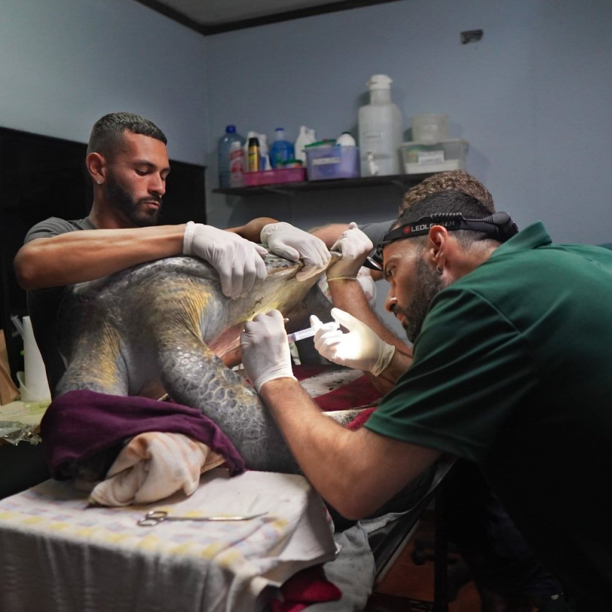 a man doing surgery on a sea turtle