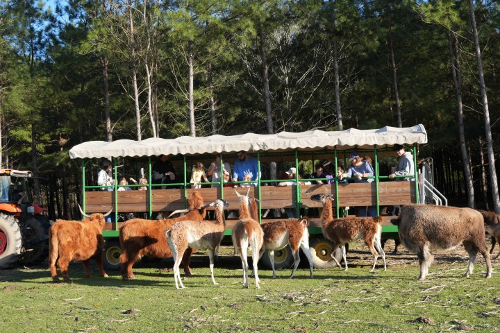 People on a safari wagon tour feeding various animals in a wooded area.