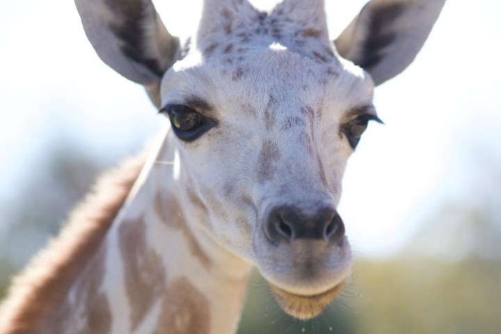 Close-up of a giraffe's face with a blurred background.